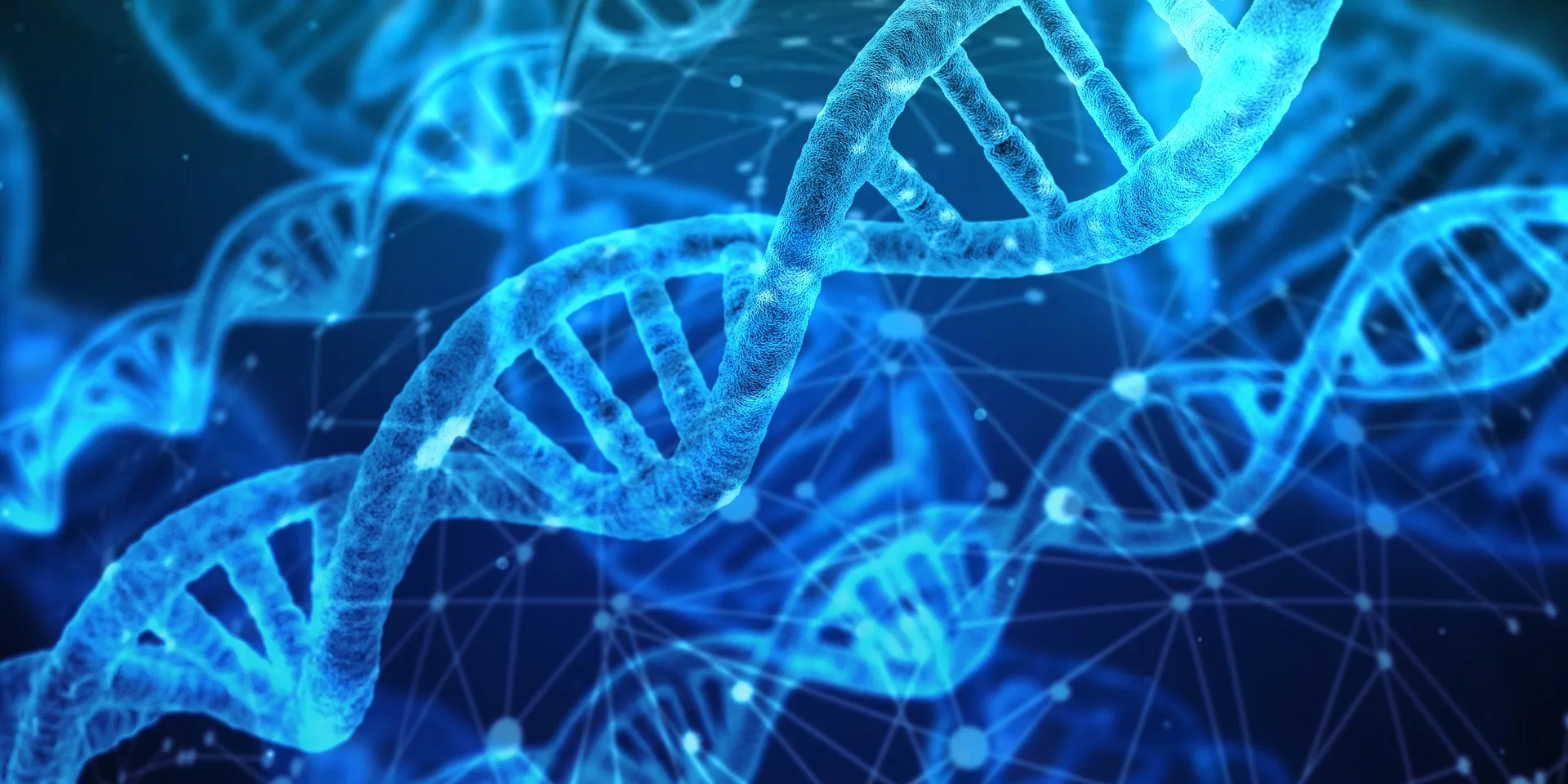 DNA ladder